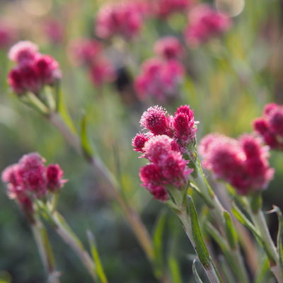 Katzenpfötchen, rot, Topf-Ø 13 cm, 6er-Set