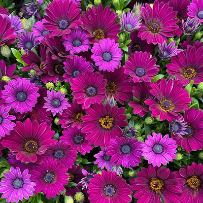 Kapkörbchen lila, Topf-Ø 12 cm, 6er-Set