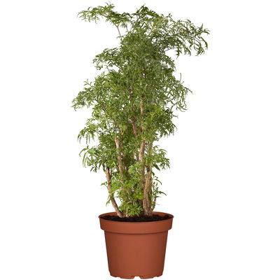 Polyscias 'Ming', Topf-Ø 24 cm, Höhe ca. 70-80 cm Polyscias 'Ming', Topf-Ø 24 cm, Höhe ca. 70-80 cm