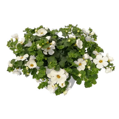 Schneeflockenblume, 6er-Set, weiß, Topf 12 cm Ø Schneeflockenblume, 6er-Set, weiß, Topf 12 cm Ø