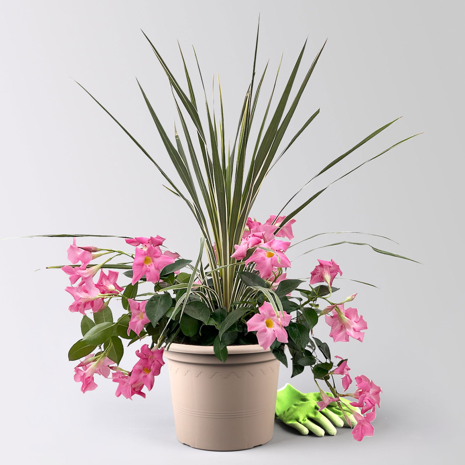 Mixtopf Dipladenia mit Keulenlilie, Farbe zufällig, Topf-Ø 26 cm