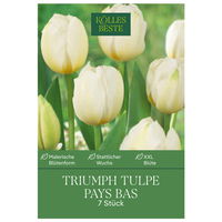 Triumph-Tulpe 'Pays Bas®', weiß, 7 Blumenzwiebeln