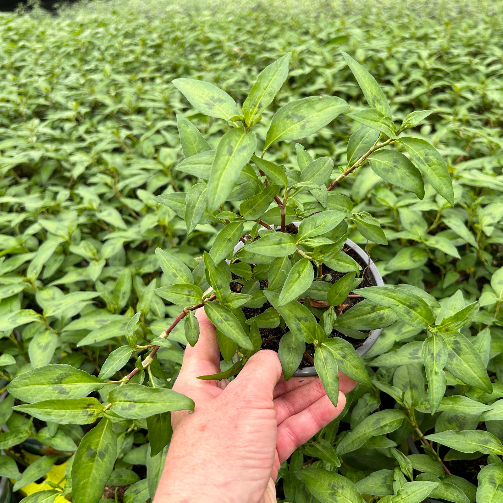 Vietnamesischer Koriander, Kölle Bio, 12cm Topf