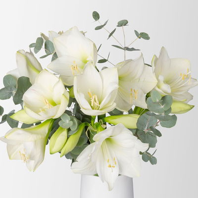 Schnittblumen-Mix aus 5 weißen Amaryllis & 5 Eukalyptus