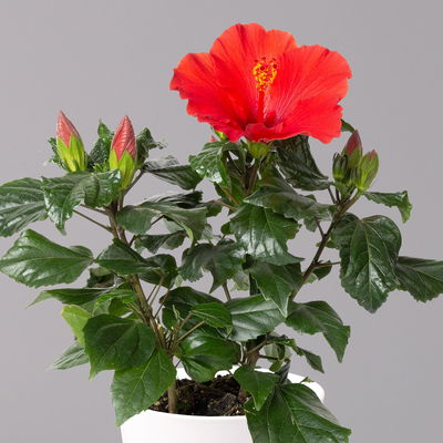 Hibiskus, rot, mit Keramiktopf Dallas weiß, Topf-Ø 13 cm, 2 Pflanzen
