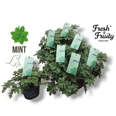 Duftgeranie 'Freshfruity® Mint', grün-weiß, Topf-Ø 12 cm, 6 Pflanzen Duftgeranie 'Freshfruity® Mint', grün-weiß, Topf-Ø 12 cm, 6 Pflanzen