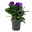 Lisianthus blau, Topf-Ø 10,5 cm, 8 Pflanzen