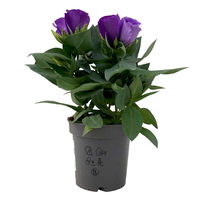 Lisianthus blau, Topf-Ø 10,5 cm, 8 Pflanzen