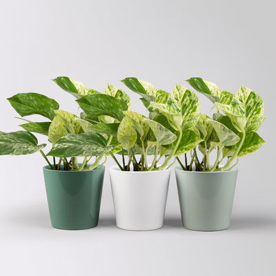 Efeutute 'Marble Queen' in Topf seegrün,gl.blau,weiß, Topf-Ø 12 cm, 3 Pflanzen Efeutute 'Marble Queen' in Topf seegrün,gl.blau,weiß, Topf-Ø 12 cm, 3 Pflanzen