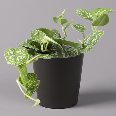 Gefleckte Efeutute 'Argyraeus, in Keramiktopf anthrazit, Topf-Ø 12 cm, 3er-Set