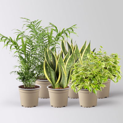 Grünpflanzenkreation 