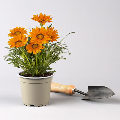 Pflanzenkreation Farbenrausch, groß, 6 Pflanzen inkl. Erde und Dünger Pflanzenkreation Farbenrausch, groß, 6 Pflanzen inkl. Erde und Dünger