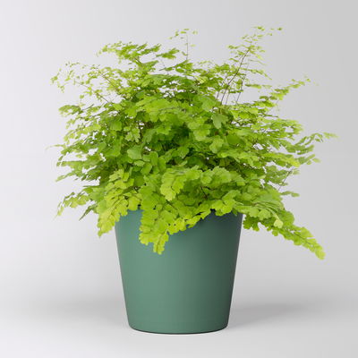 Frauenhaarfarn 'Fritz Lüthi', in Topf Dallas seegrün, Topf-Ø 12 cm