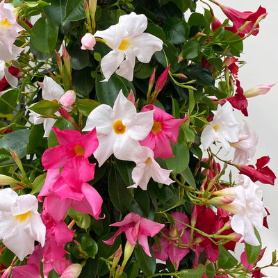 Dipladenie 'Trio' rot, rosa& weiß, Pyramide, Topf-Ø 27 cm, Höhe ca. 150 cm