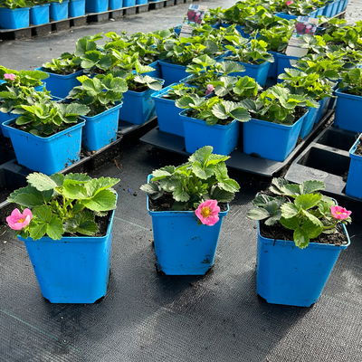 Bio Erdbeere Hummi® 'Merosa', öftertragend, Topf 11x11 cm, 3 Pflanzen