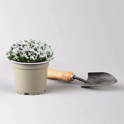 Hebe 'X-Mas Boys', winterweiß, Topf-Ø 12 cm, 6 Pflanzen Hebe 'X-Mas Boys', winterweiß, Topf-Ø 12 cm, 6 Pflanzen