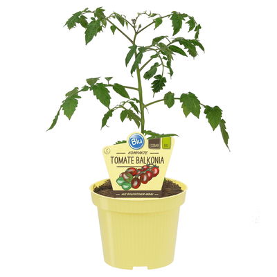 Blu Bio Cocktail-Tomatenpflanze 'Balkonia F1', Topf-Ø 12 cm, 6er-Set