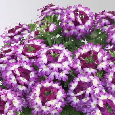 Eisenkraut, blau-weiß, Topf-Ø 12 cm, 6 Pflanzen