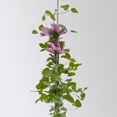 Kölle Clematis 'Piilu', 2 l Topf, 60-80 cm Kölle Clematis 'Piilu', 2 l Topf, 60-80 cm