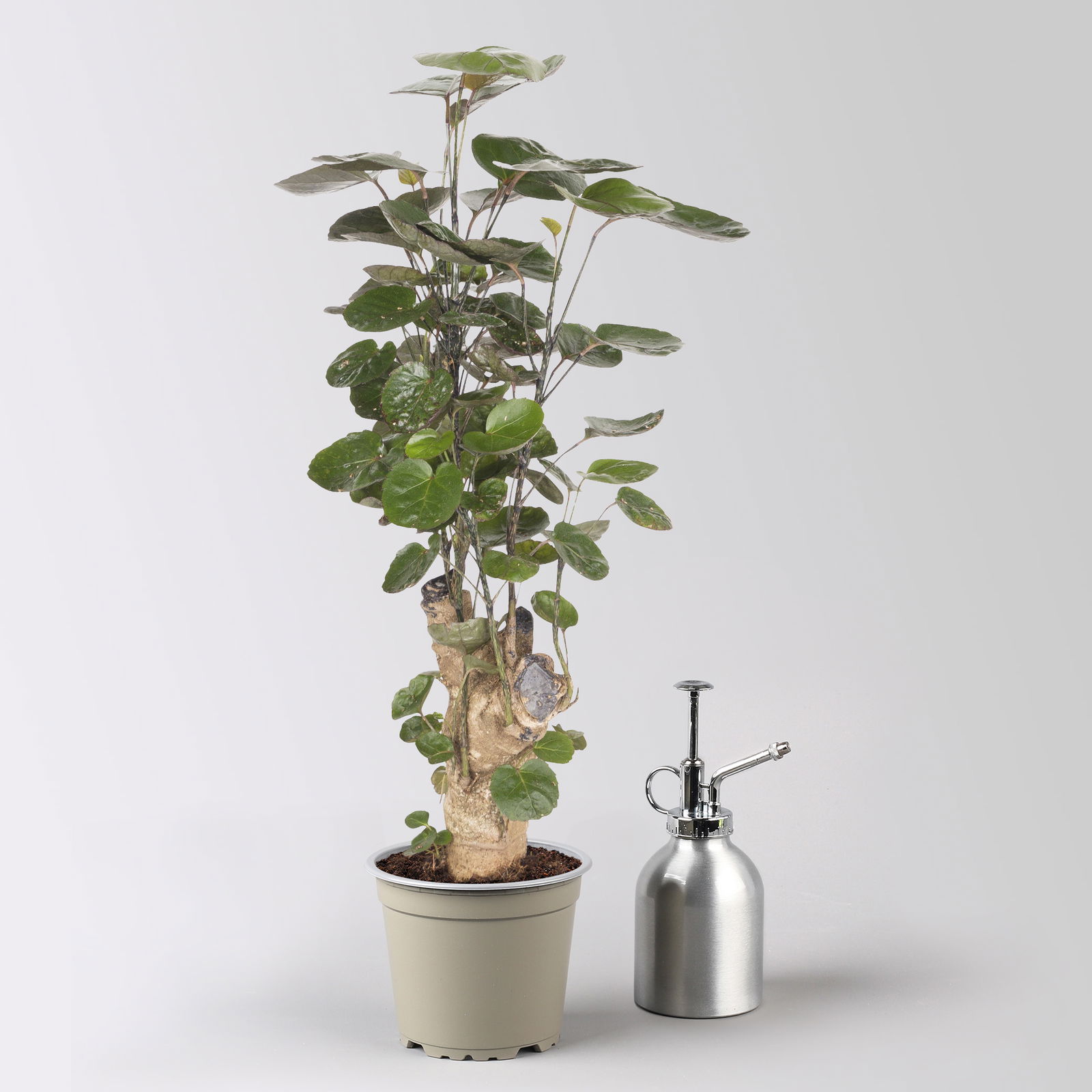 Polyscias 'Fabian', Topf-Ø 12 cm, Höhe ca. 50 cm, 2 Pflanzen