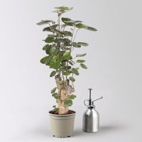 Polyscias 'Fabian', Topf-Ø 12 cm, Höhe ca. 50 cm, 2 Pflanzen