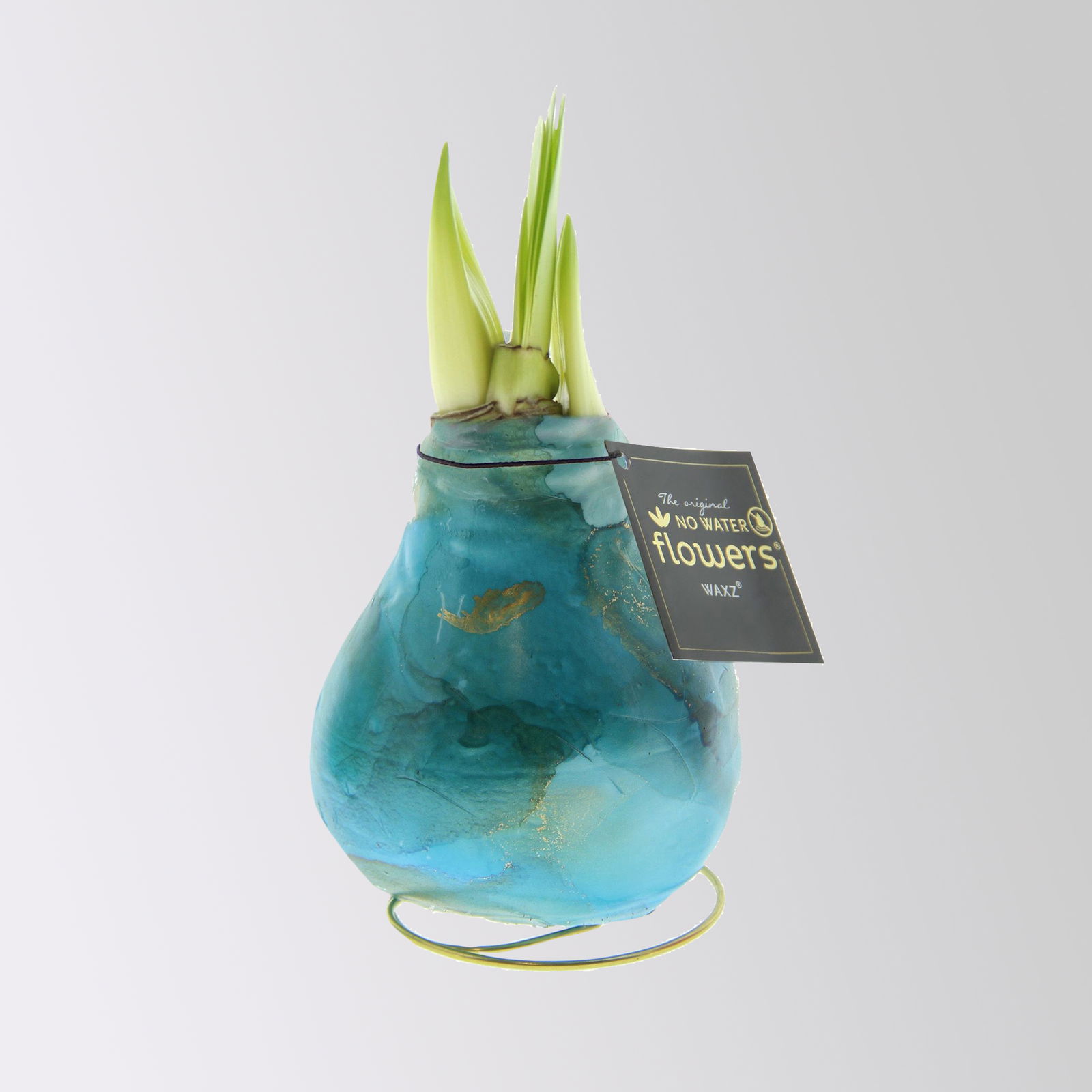 Amaryllis in Wachs, Dekor 'Univerz Jupiter' nach Verfügbarkeit, Blüte rot