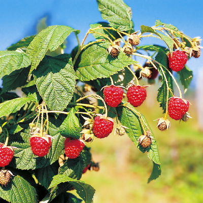 Herbsthimbeeren, 'Blissy® Autumn Bliss' + 'Heritage', Topf 2 Liter, 4 Pflanzen
