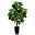 Künstliche Maranta, Pfeilwurz, 5 Zweige, ca. 42 Blätter, ca. 105 cm, Kunststofftopf 15 x 24 cm, mit Erde