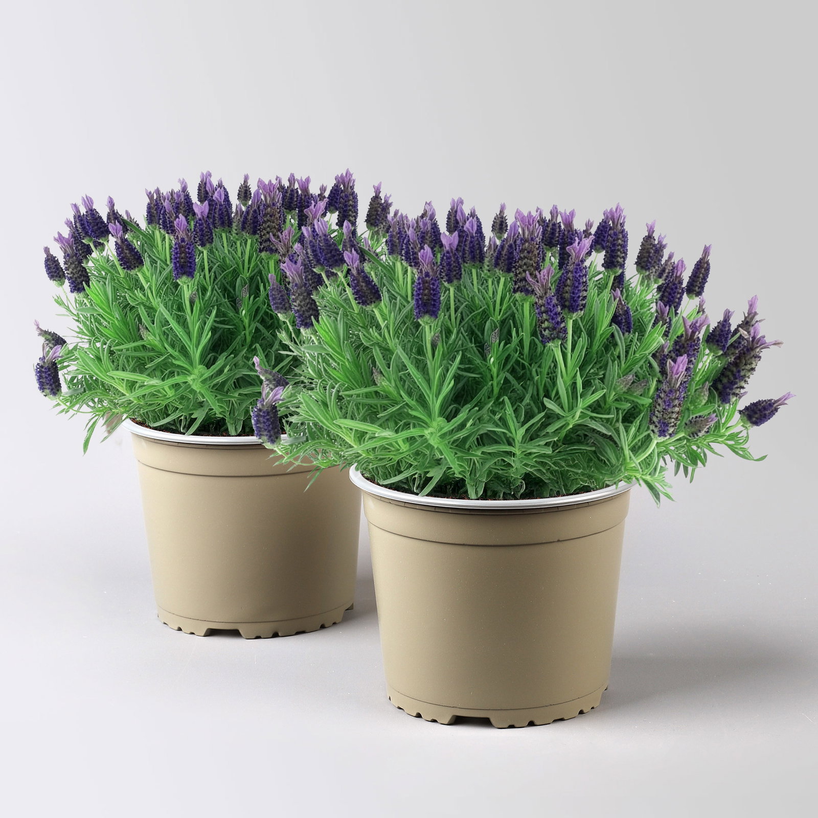 Lavendel 'Purple Flag', violett, Topf-Ø 17 cm, 2 Pflanzen Lavendel 'Purple Flag', violett, Topf-Ø 17 cm, 2 Pflanzen