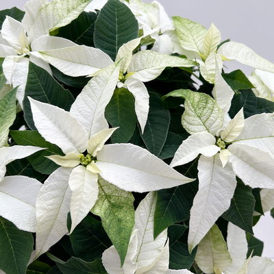 Bio Herbsttern, Euphorbia 'Princettia®', weiß, Topf-Ø 17 cm