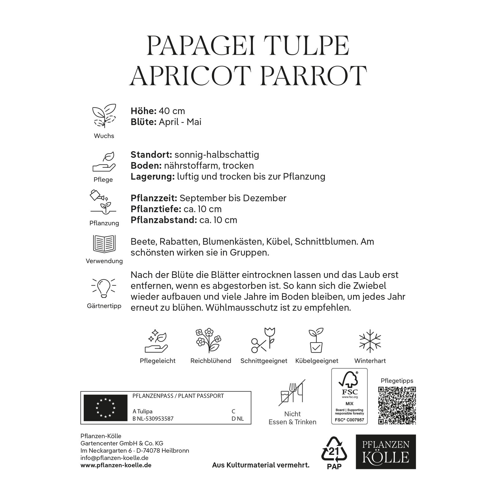 Papagei-Tulpen Apricot Parrot weiß/rosa, 7 Blumenzwiebeln