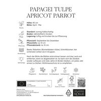 Papagei-Tulpen Apricot Parrot weiß/rosa, 7 Blumenzwiebeln