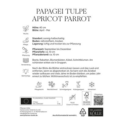 Papagei-Tulpen Apricot Parrot weiß/rosa, 7 Blumenzwiebeln