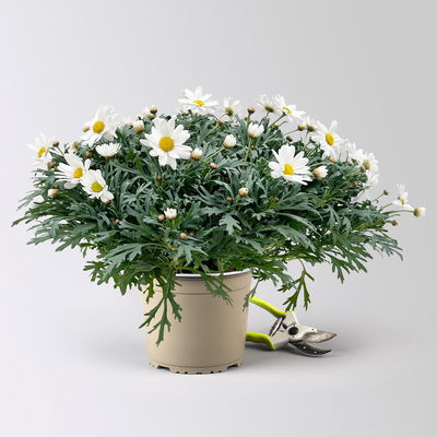 Margerite 'Beejou', weiß, Topf-Ø 19 cm, 2 Pflanzen