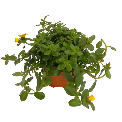 Portulakröschen, gelb, Topf-Ø 12 cm, 6 Pflanzen