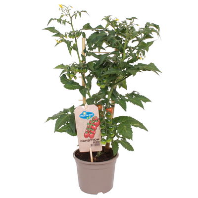 Tomatenpflanzen 'Pick-&-Joy® Candytom Red', Topf-Ø 14 cm, 2 Pflanzen