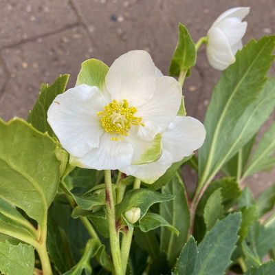 Christrose 'Praecox' weiß, Topf-Ø 13 cm, 2er-Set Christrose 'Praecox' weiß, Topf-Ø 13 cm, 2er-Set