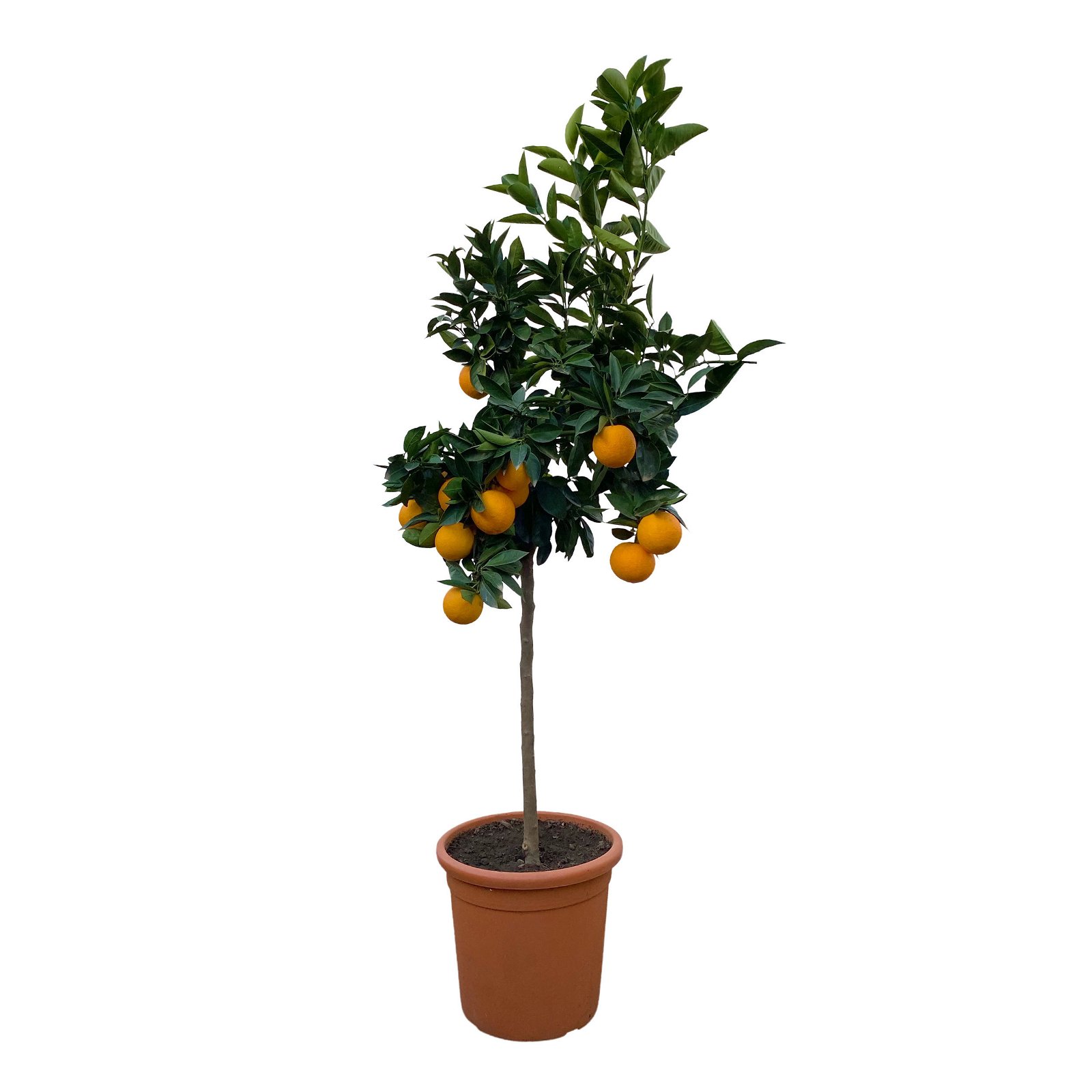 Orangenbaum, Stamm, Topf-Ø ca. 22 cm, Höhe ca. 70 cm