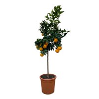 Orangenbaum, Stamm, Topf-Ø ca. 22 cm, Höhe ca. 70 cm