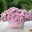 Zauberglöckchen 'Rave® Pink Barbados', rosa-pink-weiß, Topf-Ø 13 cm, 6 Pflanzen
