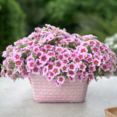 Zauberglöckchen 'Rave® Pink Barbados', rosa-pink-weiß, Topf-Ø 13 cm, 6 Pflanzen