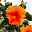 Hibiskus orange, Stamm, Topf-Ø 19 cm, Höhe ca. 75 cm