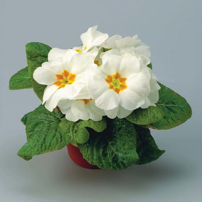 Primel weiß, Topf-Ø 10,5 cm, 8 Pflanzen Primel weiß, Topf-Ø 10,5 cm, 8 Pflanzen