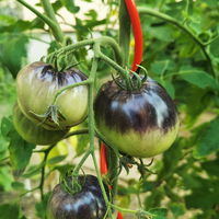 Tomatenspirale 'COLORATA', rot, H110 x Ø5 cm