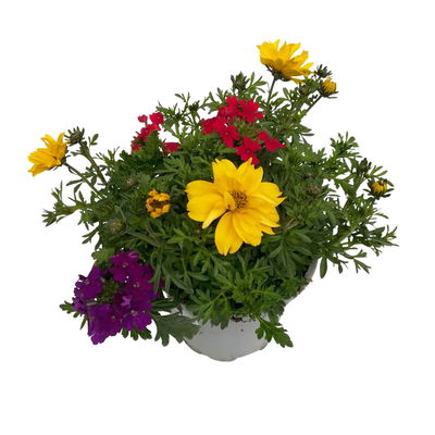 Sommerblüher-Mix, TrioMio™ 'Tweety Pop' rot-blau-gelb, Topf 12 cm Ø, 6er-Set Sommerblüher-Mix, TrioMio™ 'Tweety Pop' rot-blau-gelb, Topf 12 cm Ø, 6er-Set