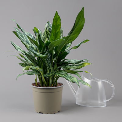 Aglaonema 'Miss Juliette', Topf-Ø 17 cm, Höhe ca. 55 cm Aglaonema 'Miss Juliette', Topf-Ø 17 cm, Höhe ca. 55 cm