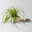 Bio Japansegge 'Everillo', creme, Topf-Ø 12 cm, 3 Pflanzen