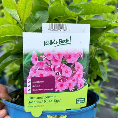 Kölles Beste Flammenblume 'Adessa® Rose Eye', 3 Liter Topf