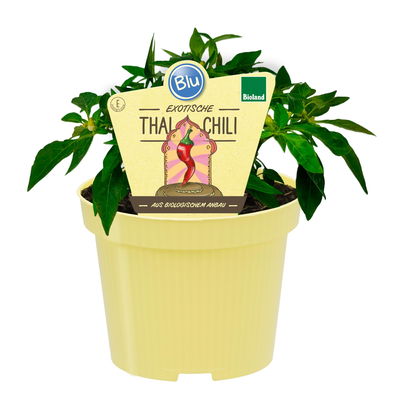 Blu Bio Chili 'Thai Chili F1', Topf-Ø 15 cm, 3er Set Blu Bio Chili 'Thai Chili F1', Topf-Ø 15 cm, 3er Set