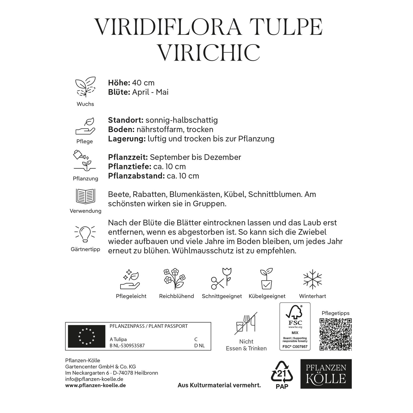 Viridiflora Tulpen Virichic rosa/grün, 7 Blumenzwiebeln